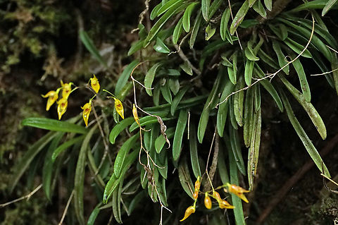 Specklinia picta Andinapolis, Valle Del Cauca Specklinia picta