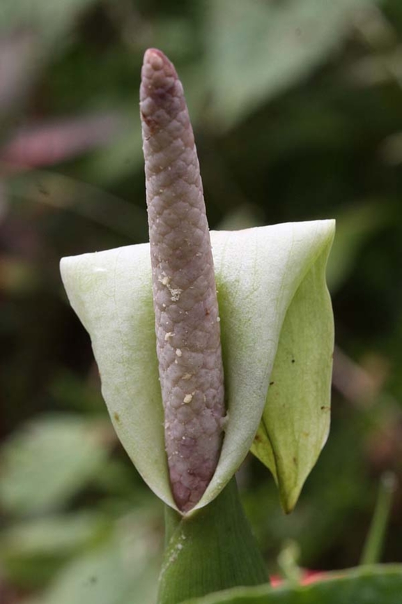 Xanthosoma flavomaculatum Dapa, Valle Del Cauca<br />
2100m Xanthosoma flavomaculatum