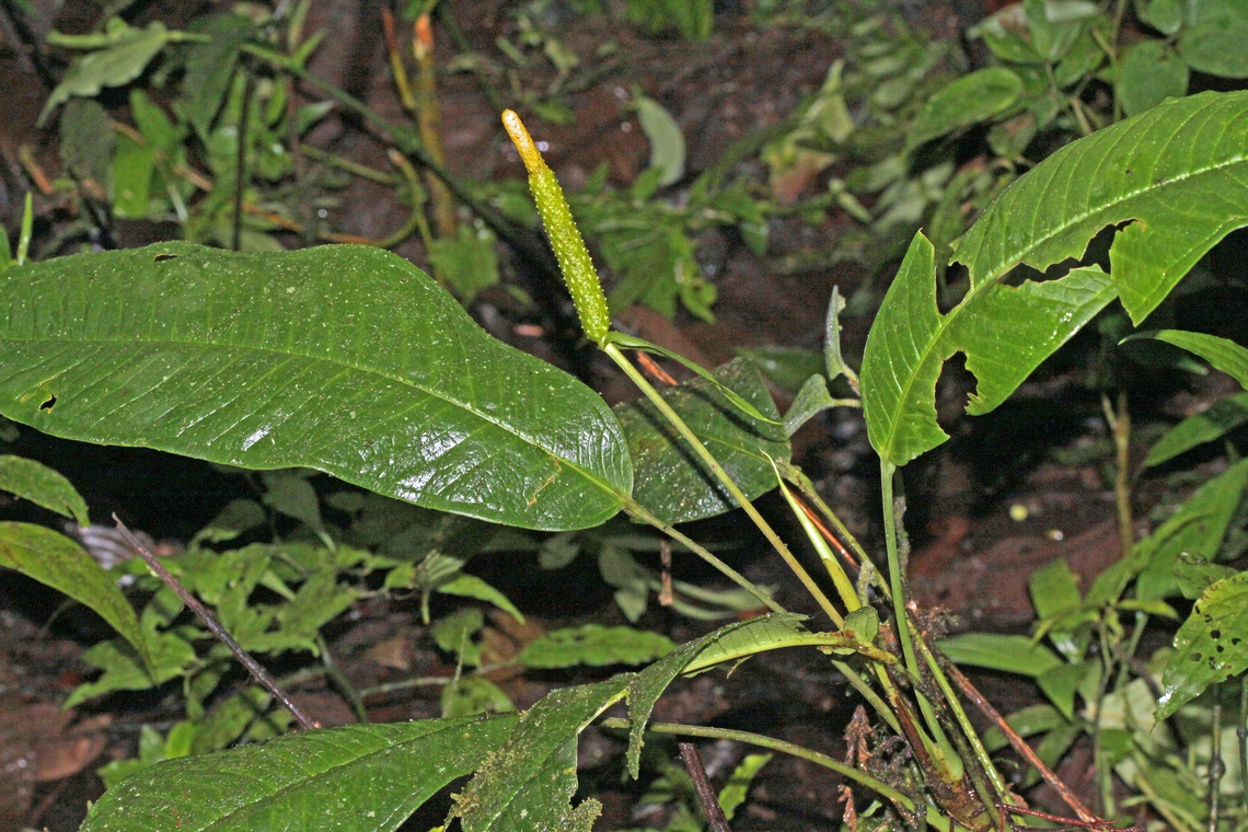 Anthurium carinatum Dapa, Valle Del Cauca<br />
2100m Anthurium carinatum