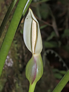 Xanthosoma daguense Dapa, Valle Del Cauca
2100m Xanthosoma daguense