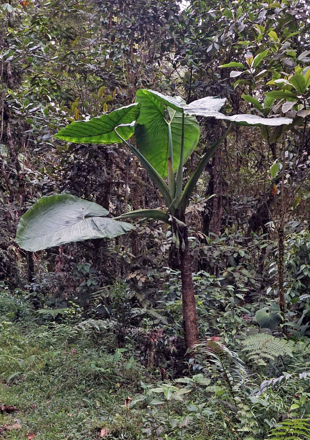 Xanthosoma giraldoi Dapa, Valle Del Cauca Xanthosoma giraldoi