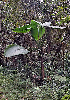 Xanthosoma giraldoi Dapa, Valle Del Cauca Xanthosoma giraldoi