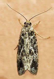 #1168 Dapa, Valle Del Cauca
2100m