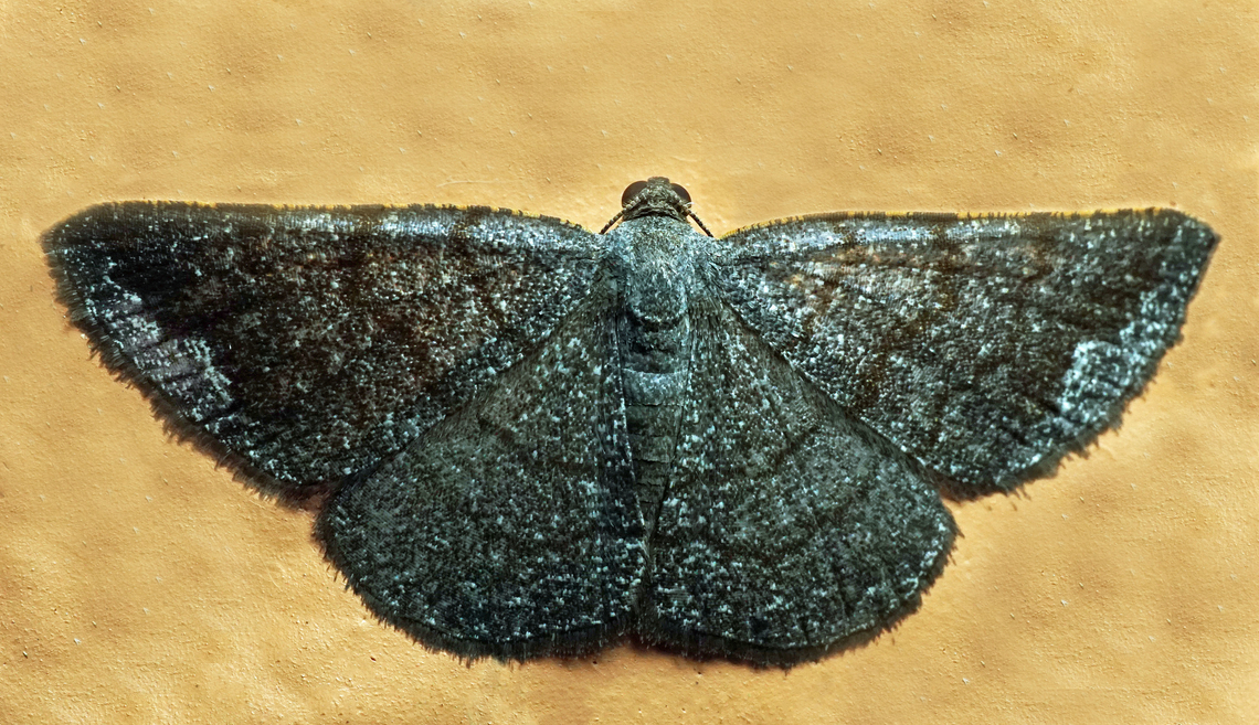 #1169 Dapa, Valle Del Cauca<br />
2100m