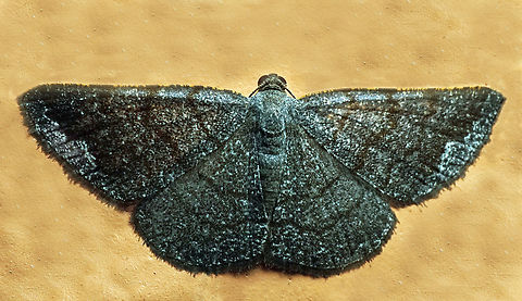 #1169 Dapa, Valle Del Cauca
2100m