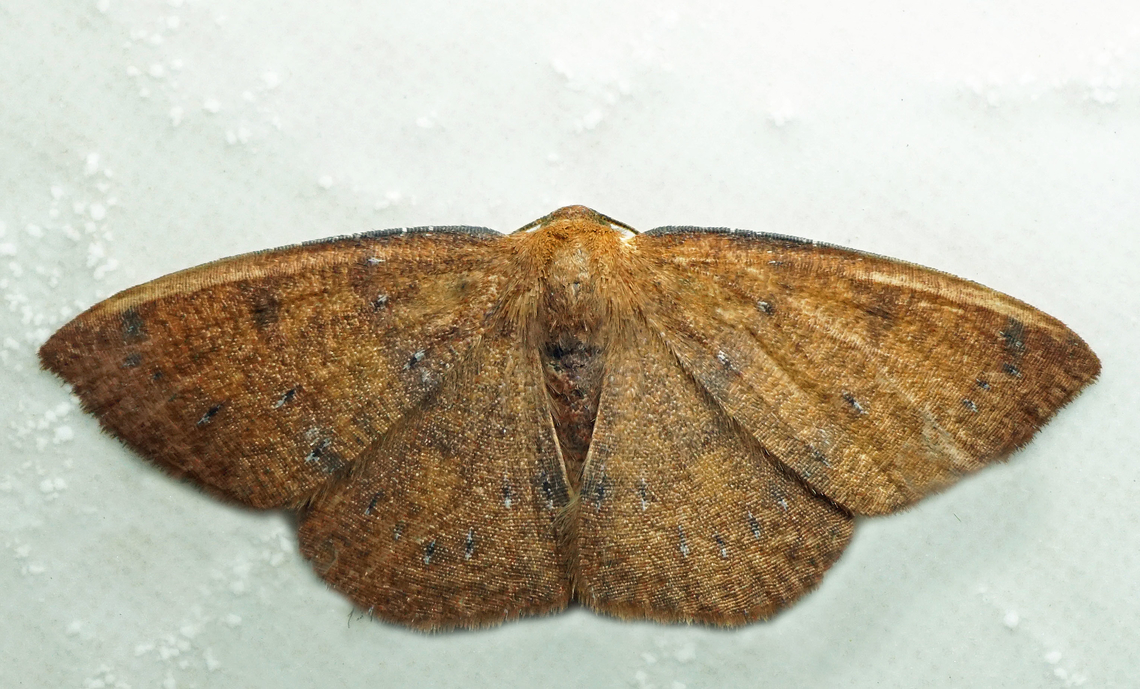 #1170 Dapa, Valle Del Cauca<br />
2100m