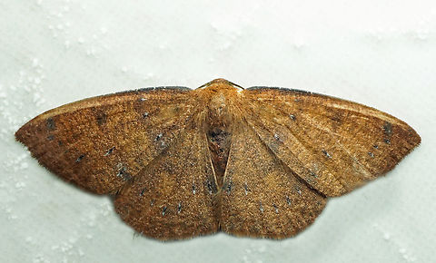 #1170 Dapa, Valle Del Cauca
2100m