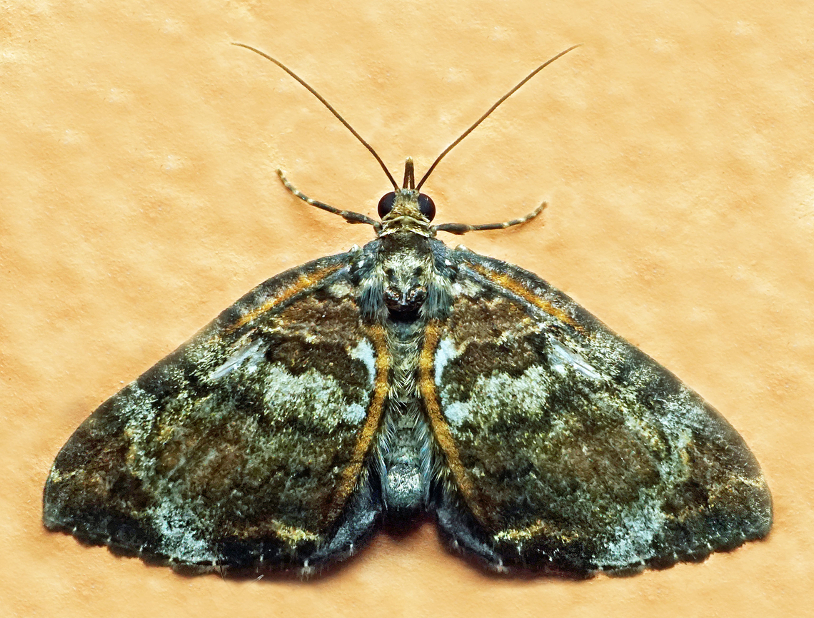 #1171 Dapa, Valle Del Cauca<br />
2100m