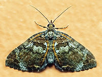 #1171 Dapa, Valle Del Cauca<br />
2100m