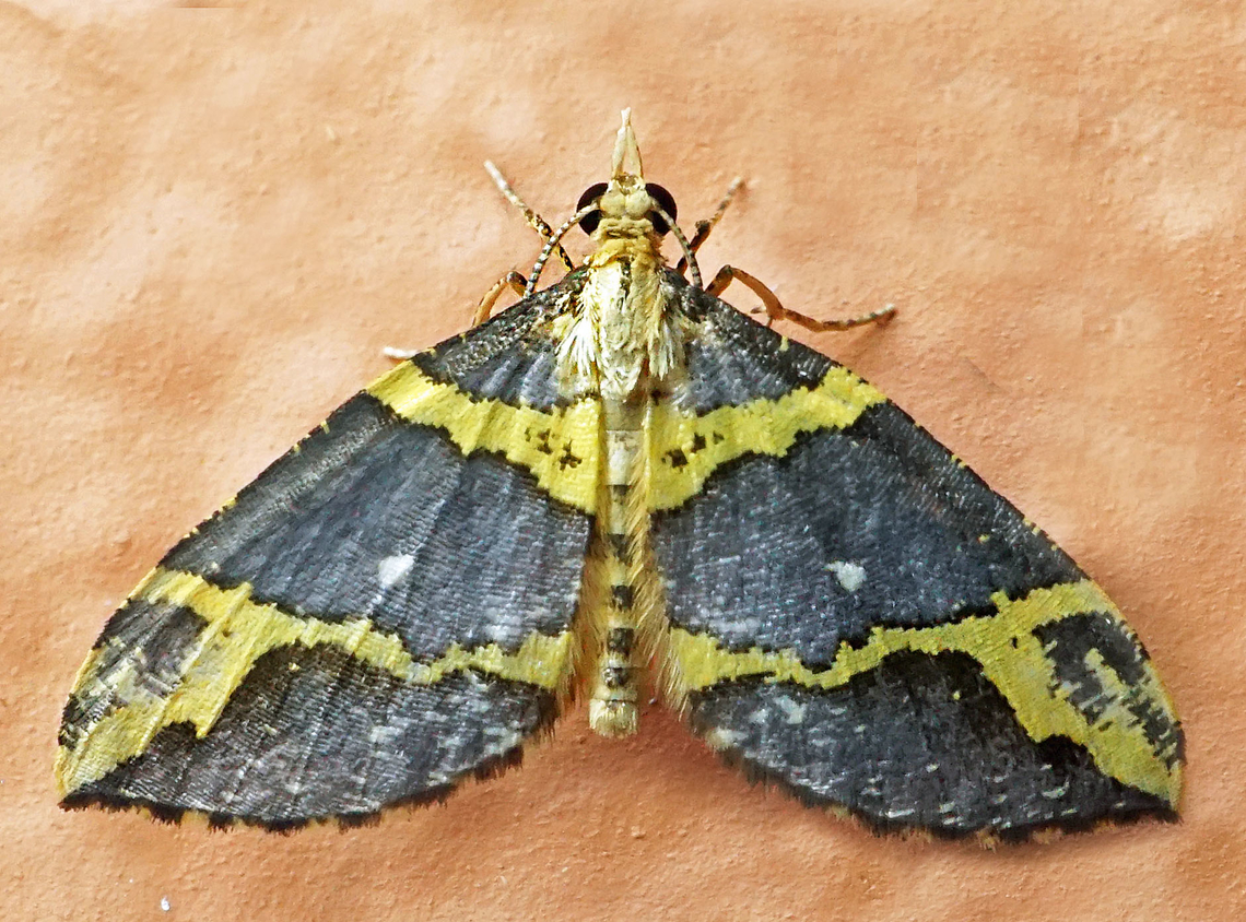 Psaliodes infantula Dapa, Valle Del Cauca<br />
2100m Psaliodes infantula