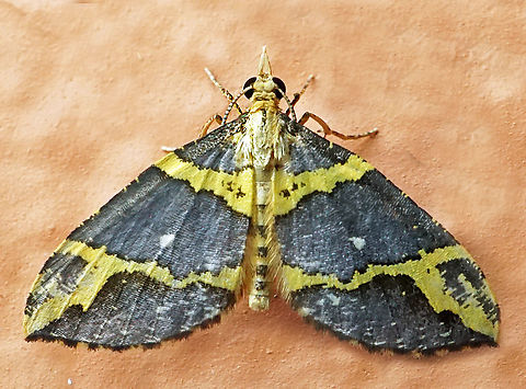 Psaliodes infantula Dapa, Valle Del Cauca
2100m Psaliodes infantula