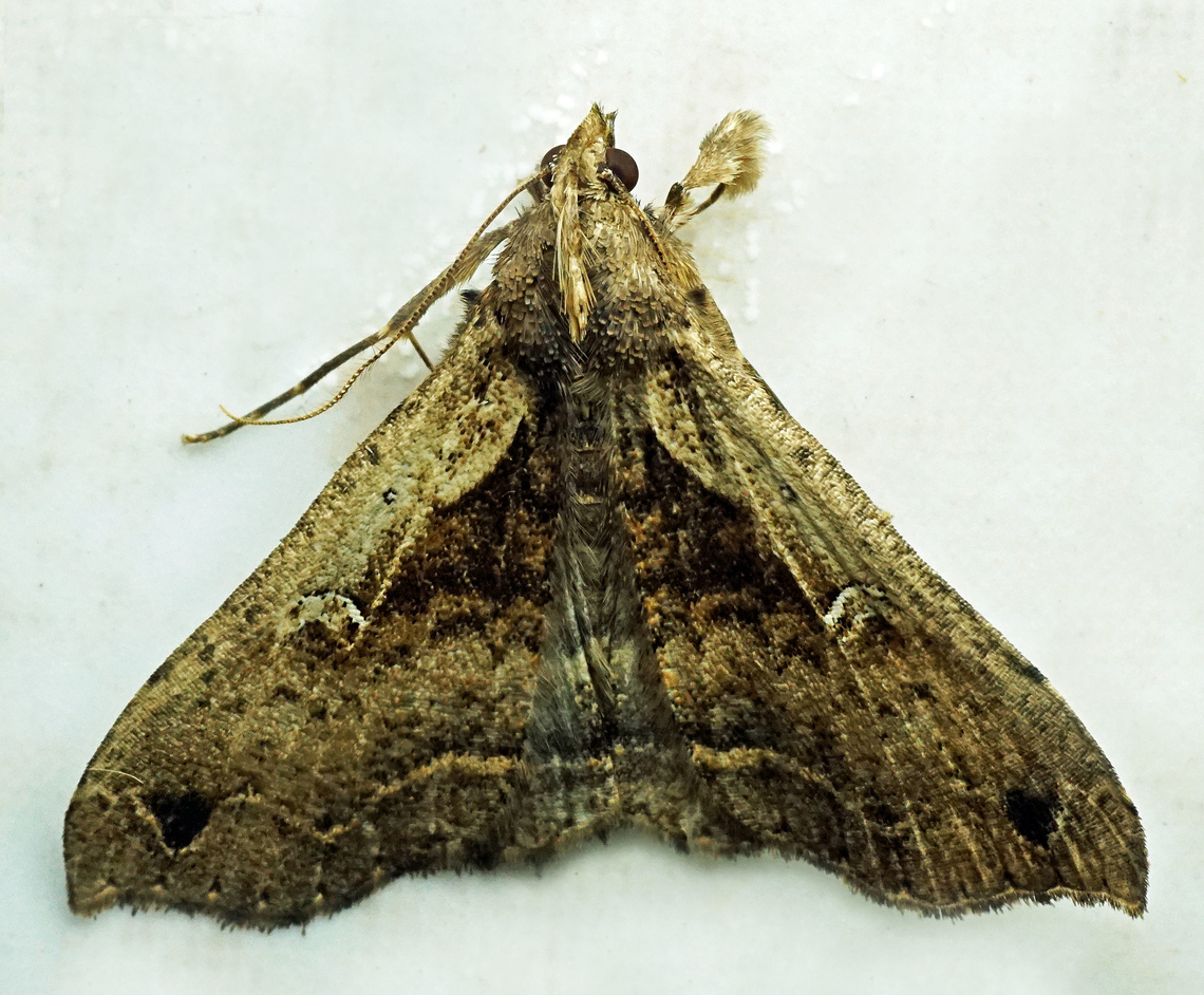 #1173 Dapa, Valle Del Cauca<br />
2100m