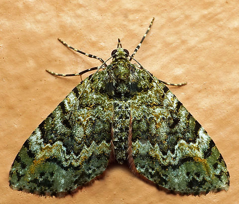 #1174 Dapa, Valle Del Cauca
2100m