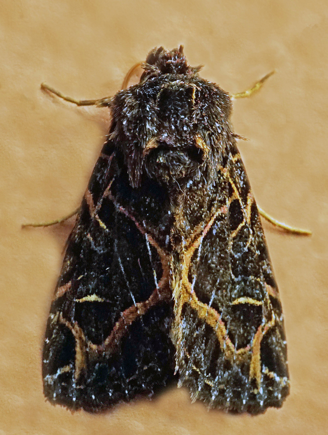 Heterochroma singularis Dapa, Valle Del Cauca<br />
2100m Heterochroma singularis