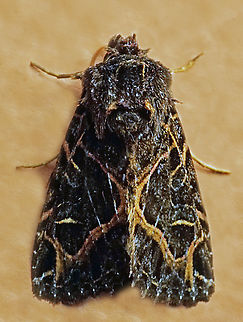 Heterochroma singularis Dapa, Valle Del Cauca
2100m Heterochroma singularis