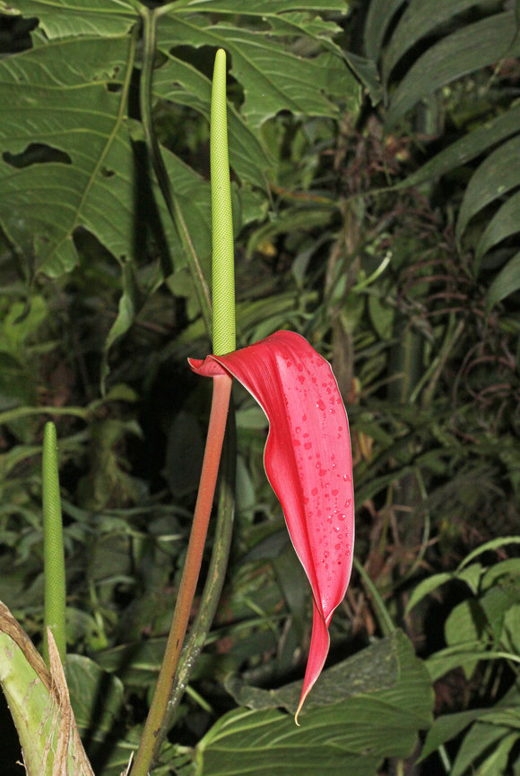Anthurium sanguineum Dapa, Valle Del Cauca<br />
2100m Anthurium sanguineum