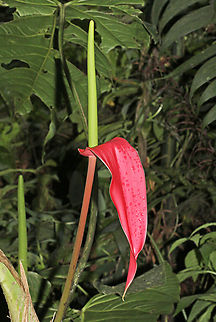 Anthurium sanguineum