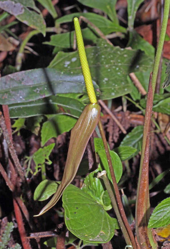 Anthurium panduriforme Dapa, Valle Del Cauca<br />
2100m Anthurium panduriforme