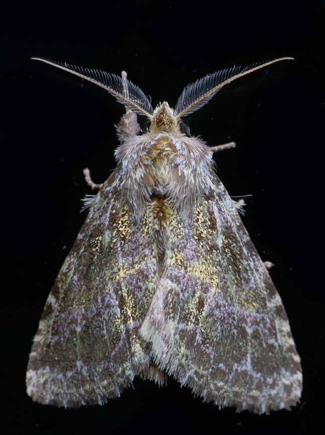 #1176 Dapa, Valle Del Cauca<br />
2100m