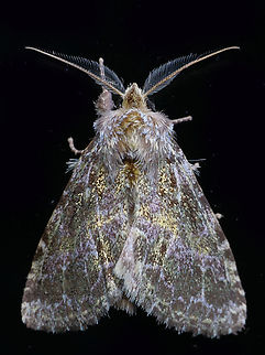 #1176 Dapa, Valle Del Cauca
2100m