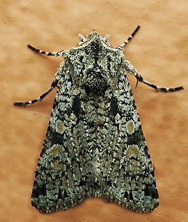 #1177 Dapa, Valle Del Cauca
2100m