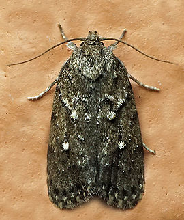 #1178 Dapa, Valle Del Cauca
2100m