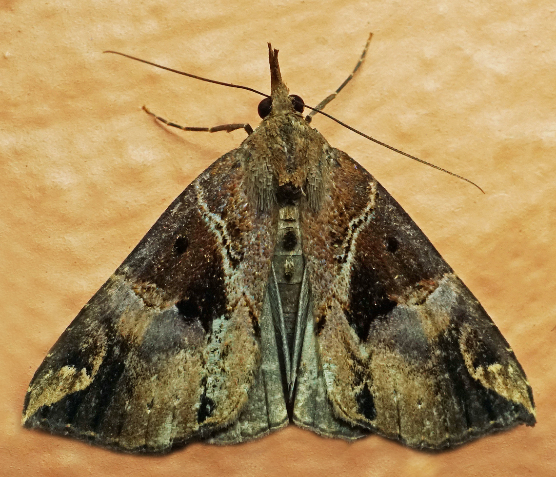 #1179 Dapa, Valle Del Cauca<br />
2100m