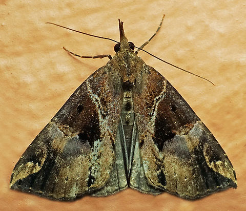 #1179 Dapa, Valle Del Cauca
2100m