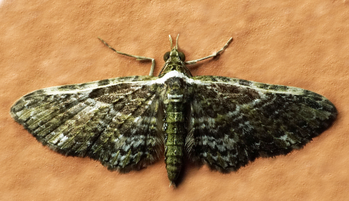 #1180 Dapa, Valle Del Cauca<br />
2100m