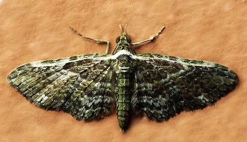 #1180 Dapa, Valle Del Cauca
2100m