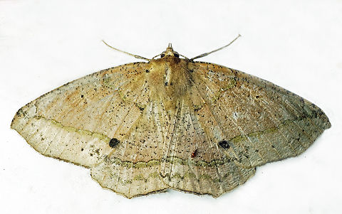 #1181 Dapa, Valle Del Cauca
2100m