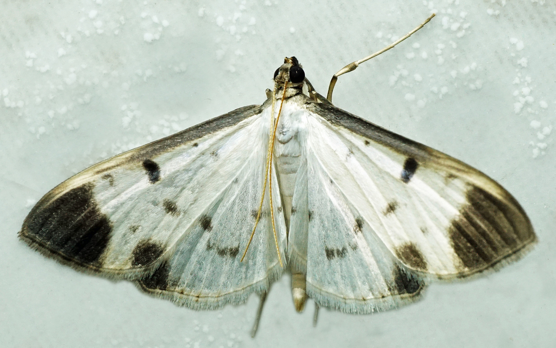 #1182 Dapa, Valle Del Cauca<br />
2100m