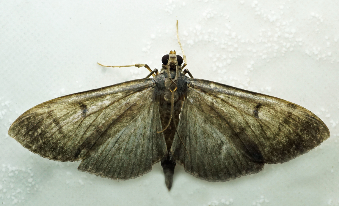 #1183 Dapa, Valle Del Cauca<br />
2100m