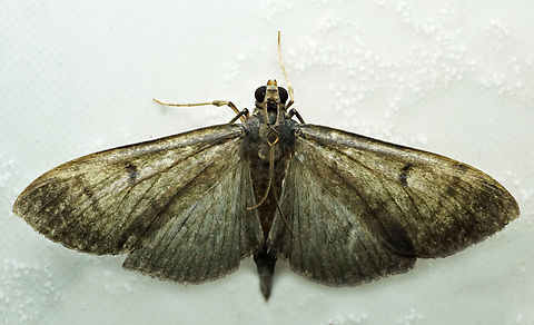 #1183 Dapa, Valle Del Cauca
2100m