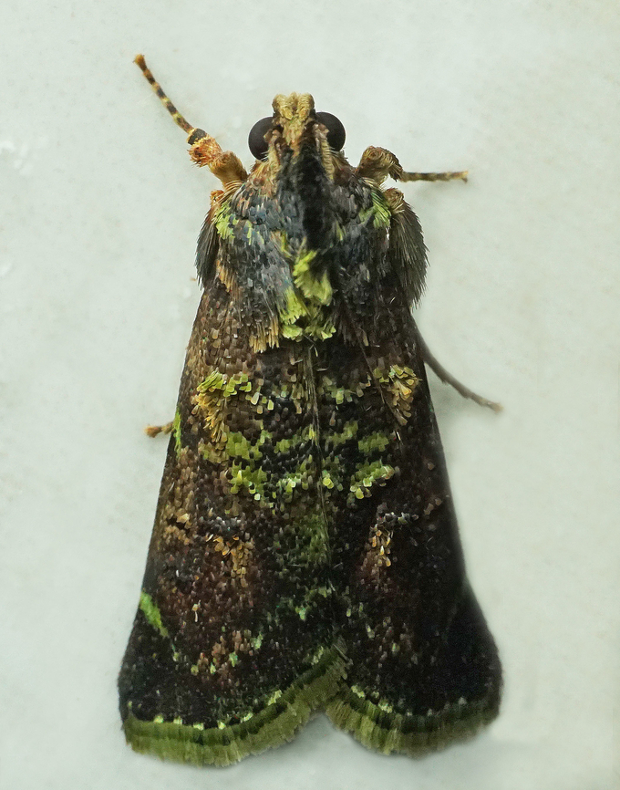 #1184 Dapa, Valle Del Cauca<br />
2100m