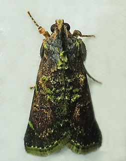 #1184 Dapa, Valle Del Cauca
2100m