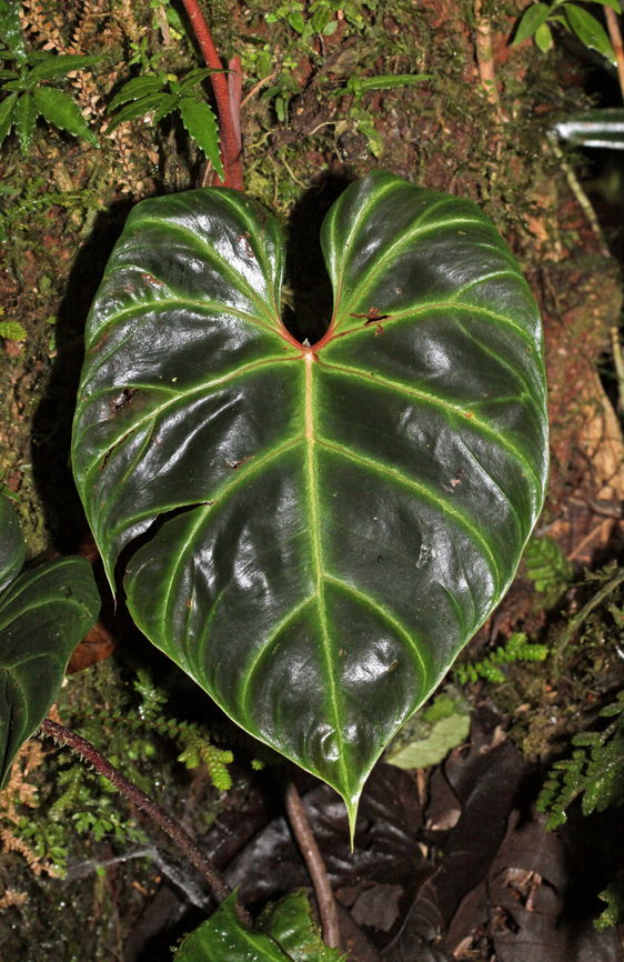 Philodendron verrucosum Dapa, Valle Del Cauca<br />
2100m<br />
 Philodendron verrucosum