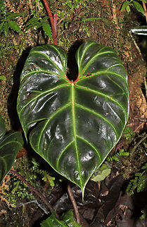 Philodendron verrucosum Dapa, Valle Del Cauca
2100m
 Philodendron verrucosum