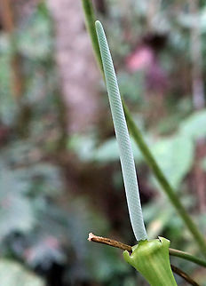 Anthurium pulverulentum Dapa, Valle Del Cauca
2100m Anthurium pulverulentum