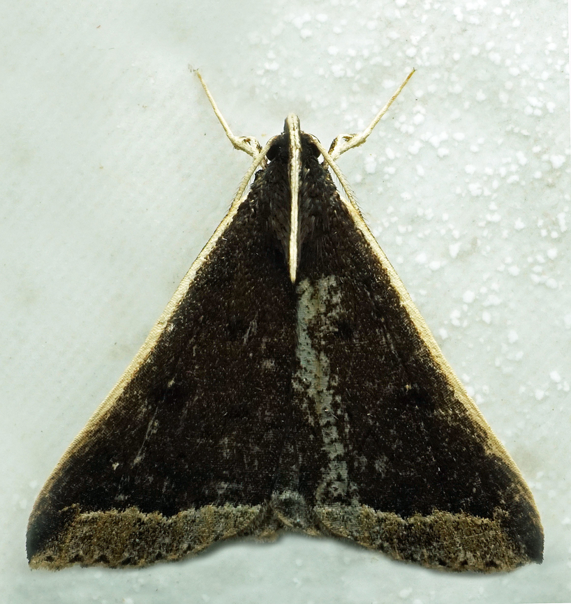 #1185 Dapa, Valle Del Cauca<br />
2100m<br />