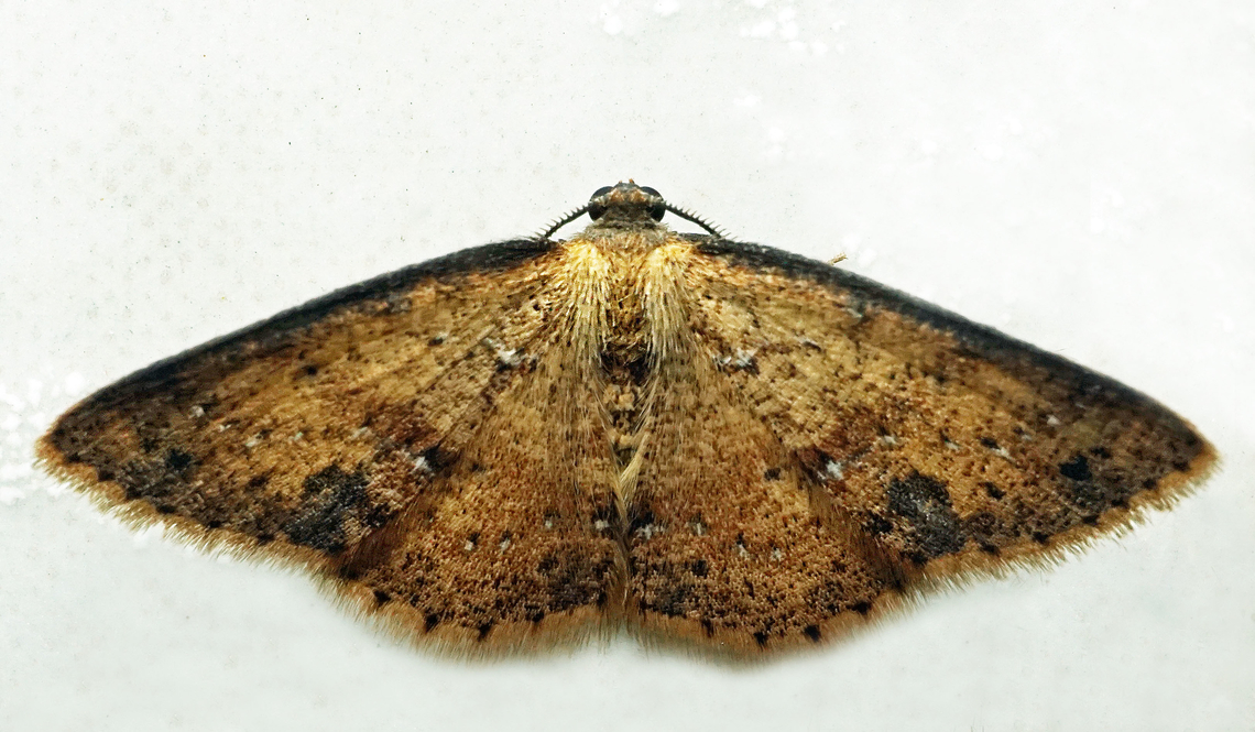 #1186 Dapa, Valle Del Cauca<br />
2100m<br />