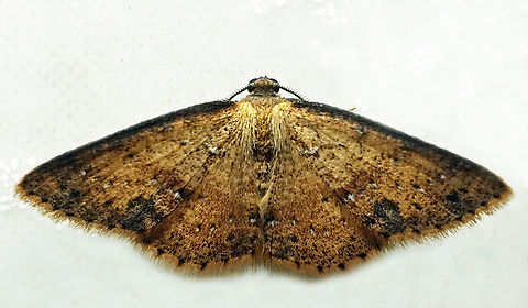 #1186 Dapa, Valle Del Cauca
2100m