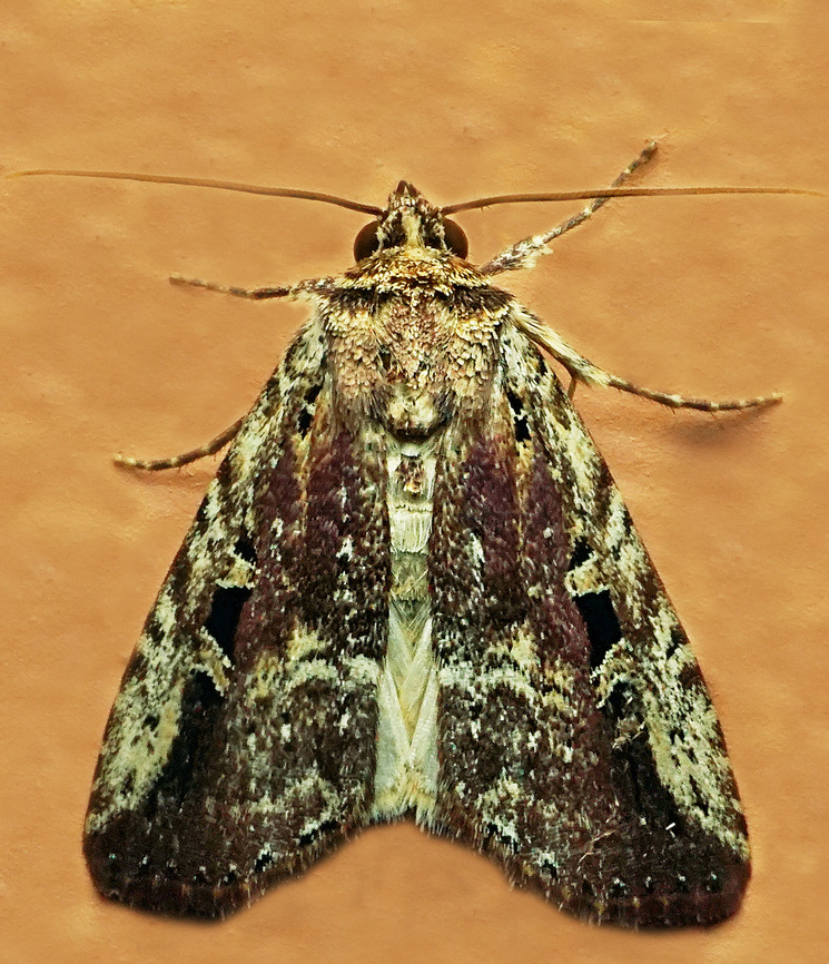 #1187 Dapa, Valle Del Cauca<br />
2100m<br />