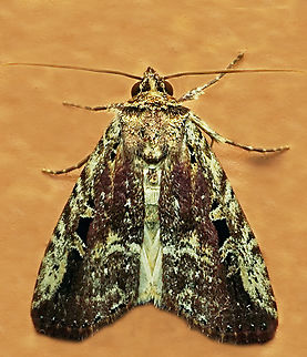 #1187 Dapa, Valle Del Cauca
2100m