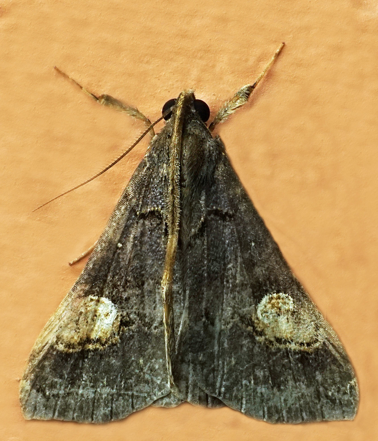 #1188 Dapa, Valle Del Cauca<br />
2100m<br />