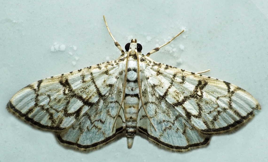Hileithia sp. Dapa, Valle Del Cauca<br />
2100m<br />