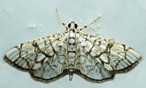 Hileithia sp. Dapa, Valle Del Cauca
2100m