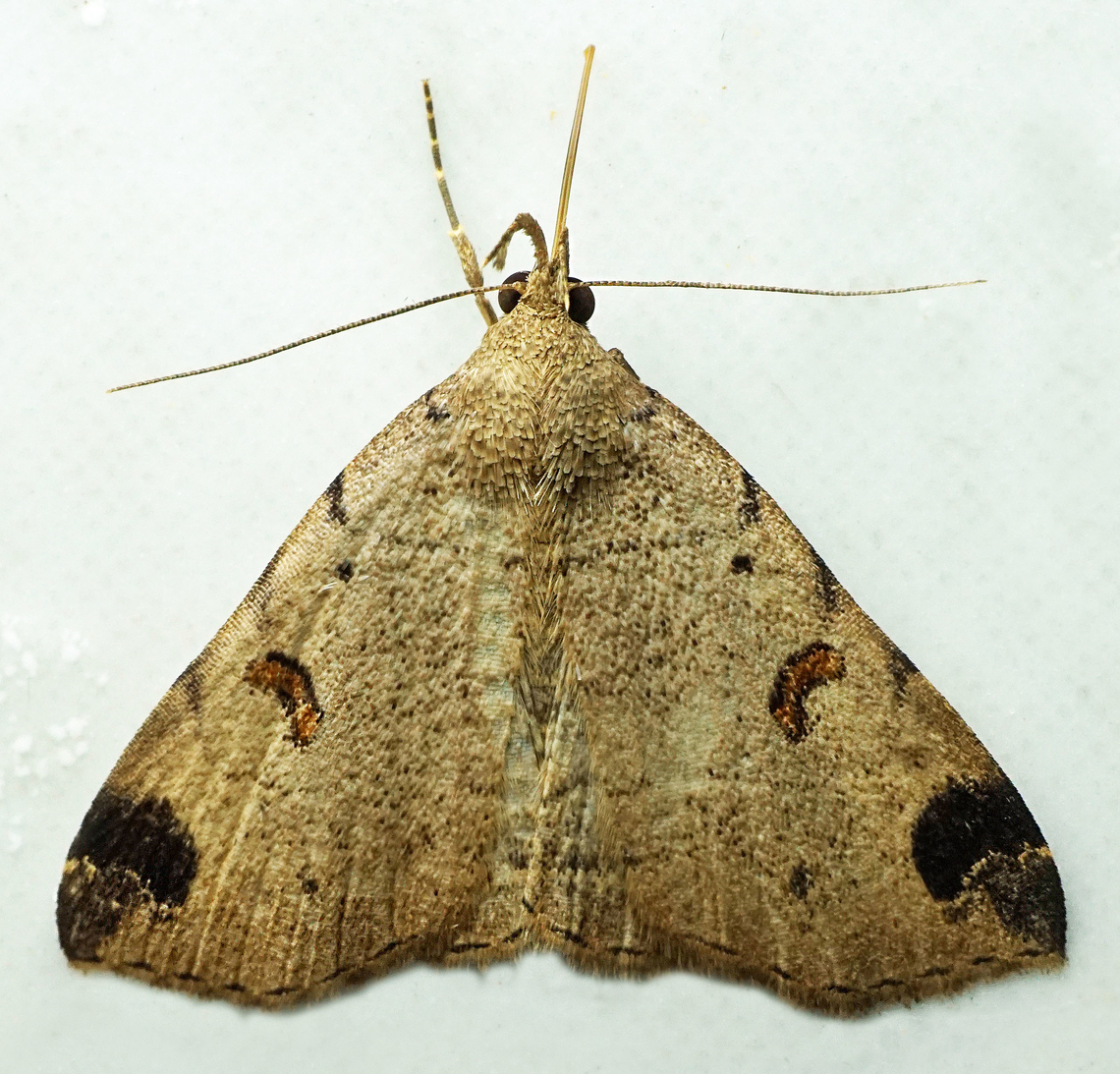 #1190 Dapa, Valle Del Cauca<br />
2100m<br />