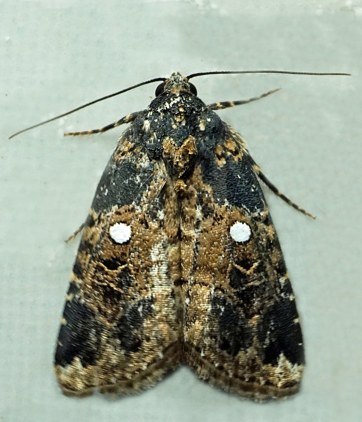 Elaphria sp. Dapa, Valle Del Cauca<br />
2100m<br />