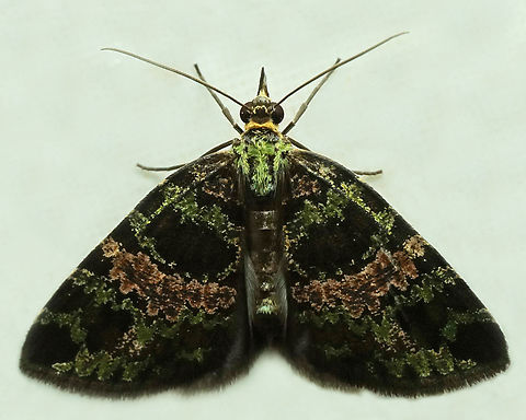 Hydriomena cydippe Dapa, Valle Del Cauca
2100m
 Hydriomena cydippe